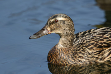 A stunning female Mallard Duck, Anas platyrhynchos, swimming on a lake.
