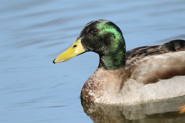A stunning male Mallard Duck, Anas platyrhynchos, swimming on a lake.