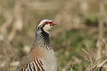 A portrait of a pretty Red-Legged Partridge, Alectoris rufa, standing in a field.