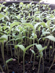 chili pre nursery. ( pembibitan cabai )