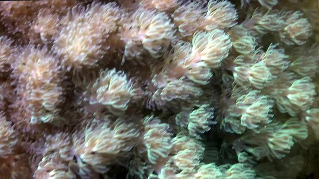 Soft coral polyp underwater. Background of soft coral polyp close-up.