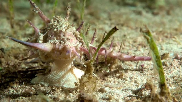 A sea slug underwater - Mud Walkman (Murex tribulus)