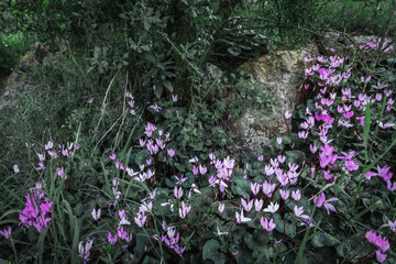 Many cyclamen grow out of natural rock in the Jerusalem forest