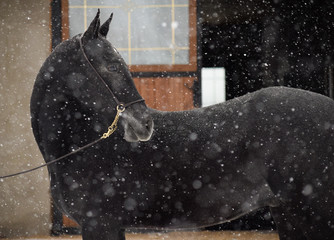 horse in stable