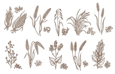 Fototapeta na wymiar Cereal grain and plant isolated sketches of agriculture harvest and food vector design. Seeds of wheat, oat, barley and corn, rice, buckwheat, rye, quinoa and sorghum with ears, maize kernels and husk