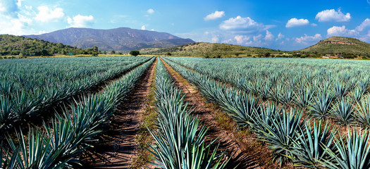 Mexico/Guanajuato, Irapuato