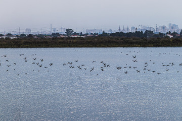 Lake for recycling and purifying water, with ducks and plants