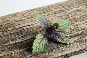 Black Magic Basil