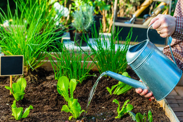Watering seedlings of lettuce in the vegetable garden. © iMarzi