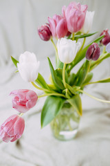 Spring flowers, bunch of tulips in the glass vase. White and pink tulips on beige plaid.