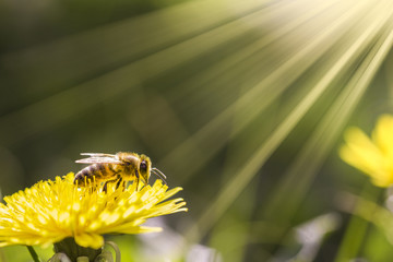 abeille sur une fleur de pissenlit au soleil
