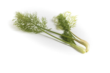 fennel