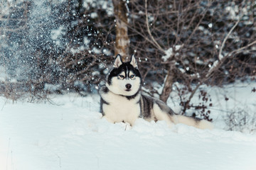 Siberian husky dog in the snow