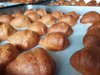 Fresh croissants on a baking sheet, after baking.