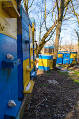 honey apiary, bee hive in the garden in early spring