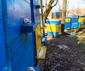 honey apiary, bee hive in the garden in early spring