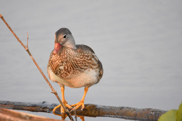 A picture of a male Mandarin duck that has finished molting its feathers for the summer.   Vancouver  BC  Canada