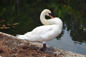 White swan in the park