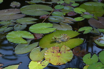 Green frog sits in water on a sheet of water lily