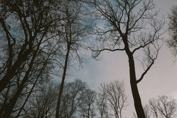 Fototapeta na wymiar cold trees