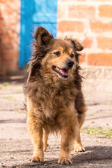 Old shaggy sheepdog on the background of a brick house
