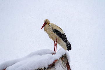 Stork in Snow