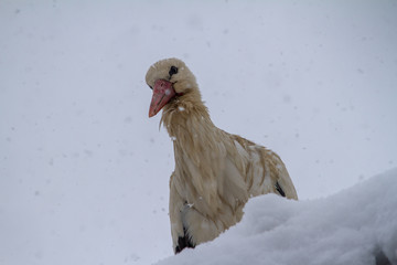 
White stork surprised by the snow