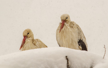 Storks when winter sets in in Romania