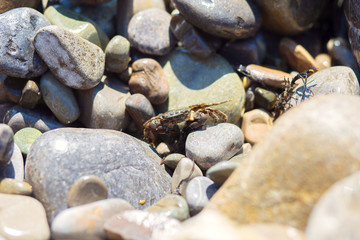 A small gray crab hid among the stones on the seashore