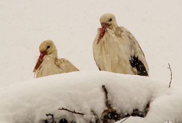 Storks when winter sets in in Romania