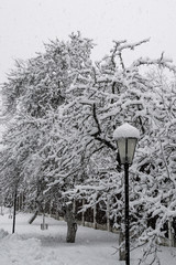 Snowfall in the city Park trees and lights