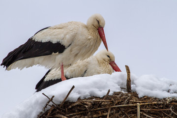 Storks when winter sets in in Romania