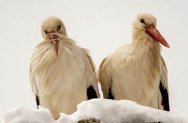 Stork couple surprised by winter
