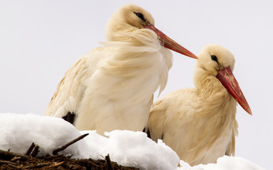 
White stork surprised by the snow