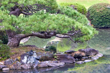 Pine tree with a look like a bonsai in the garden