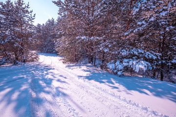Nature winter background.  Snowy forest.  Trees covered with snow. Winter nature. Christmas background.