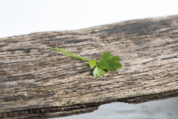 Green Celery