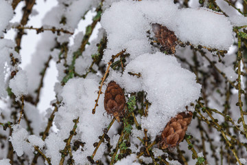 The branches of larch trees winter snow and cones