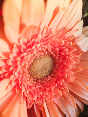 peach blossom gerbera flower close-up for postcards