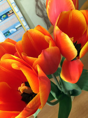 tulips on a background