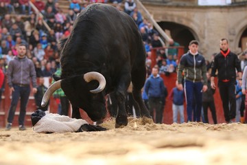 spanish bull in the bullring