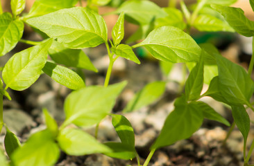 Young sprouts of chili pepper are grown at home in close