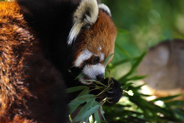 食事中のレッサーパンダ