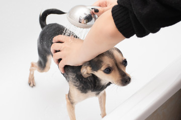 Washing the dog. Girl lathers toy terrier at home in the bathroom