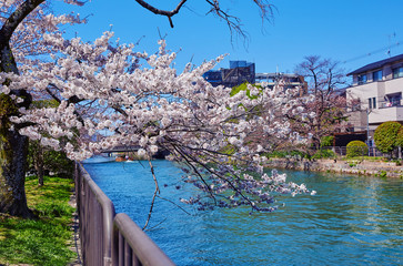 桜１８