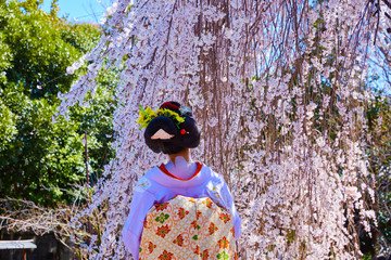 桜１７