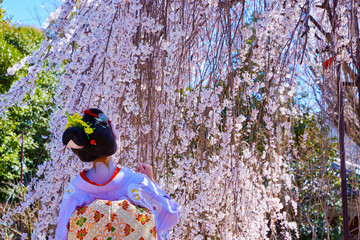 桜１６