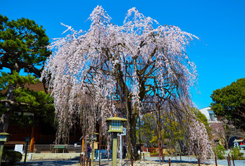桜１５