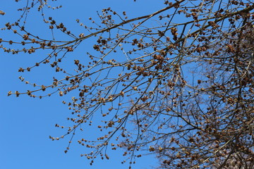 
Maple bloomed earlier in the spring