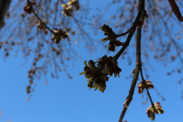 
Maple bloomed earlier in the spring